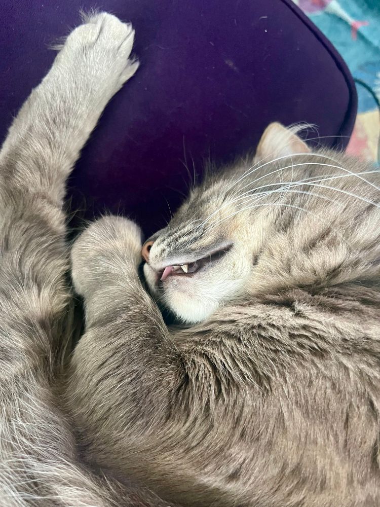 Fluffy gray tabby asleep on his side with his tongue peeping out. 