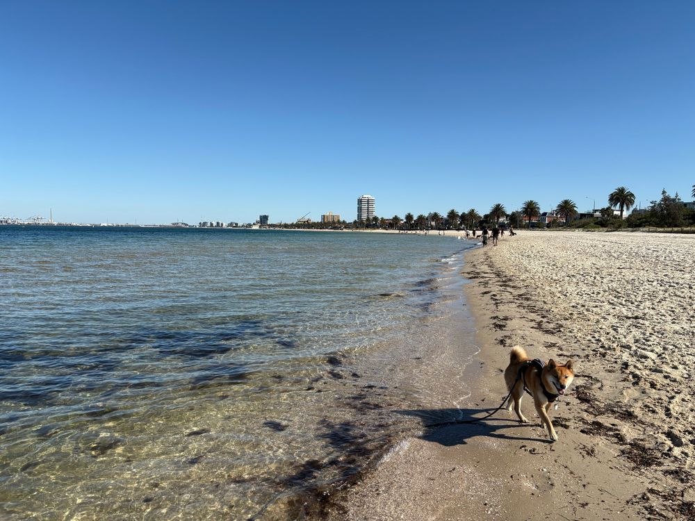 A red shiba Inu dog running along the shoreline of a beach, blue green water on the left, beach sand on the right, with palm trees in the background and a bright blue sky. 