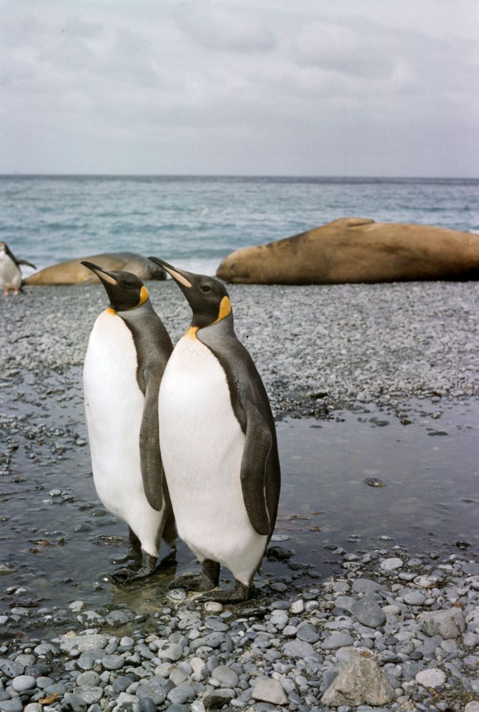 Two king penguins standing next to each other on a rocky beach. Behind them you can see an chinstrap penguin and a couple of walrusses next to the ocean. Photo by Museums Victoria on Unsplash