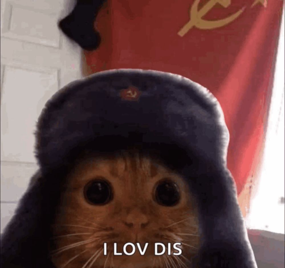 a cat wearing a hat that says i love dis on it