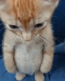 Orange kitten stands on his hind legs. The overhead angle of the photo makes him look disappointed and/or resigned