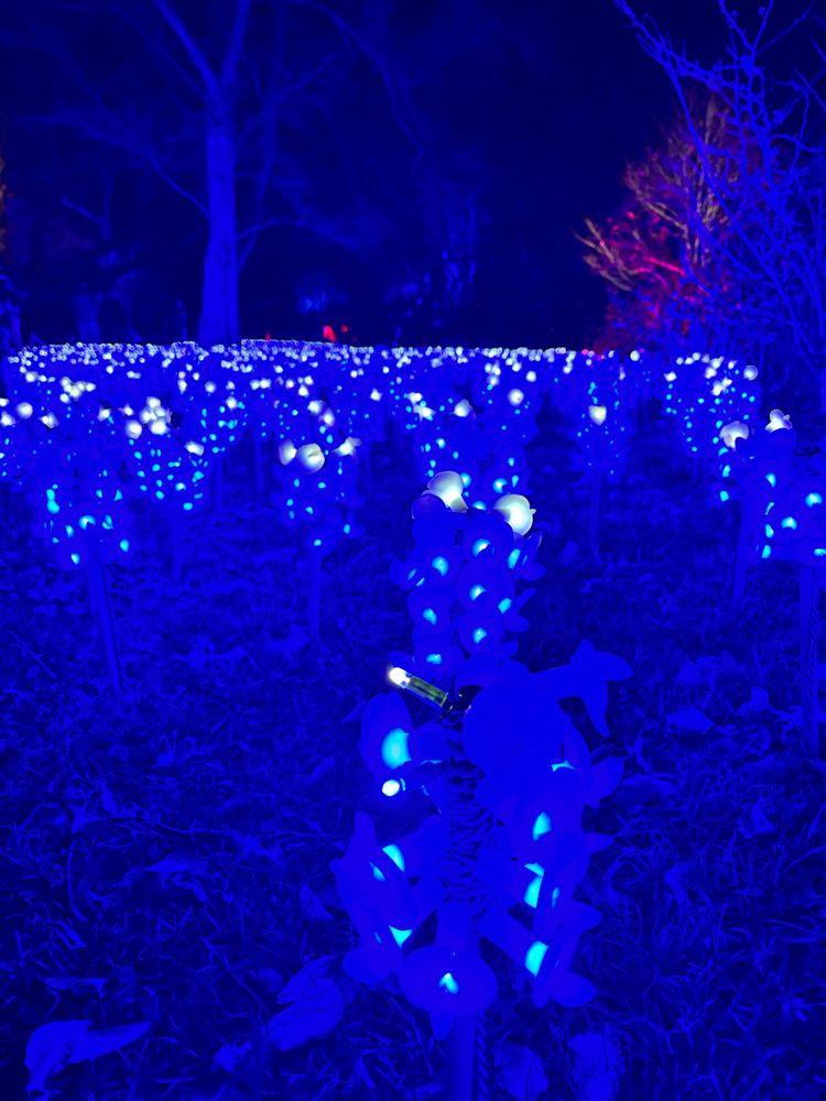 beautiful lights at Lightscape at the brooklyn botanic garden 
