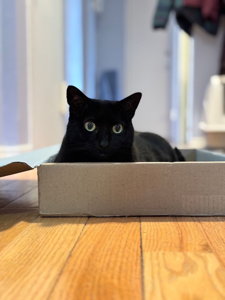 a black cat in a box. her eyes are very big. 