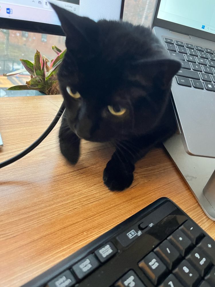 A black cat emerging from under my laptop stand, ignoring the laws of physics which say she is too fat to do that 