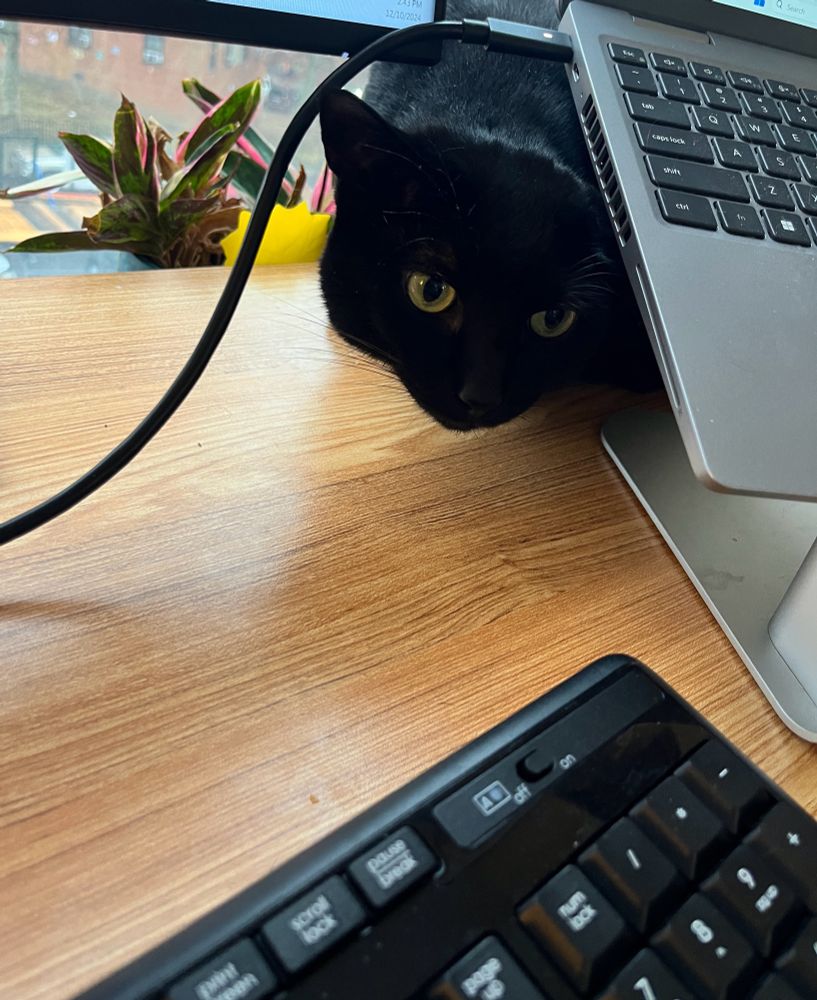The black cat attempts to duck under the wire and around my laptop