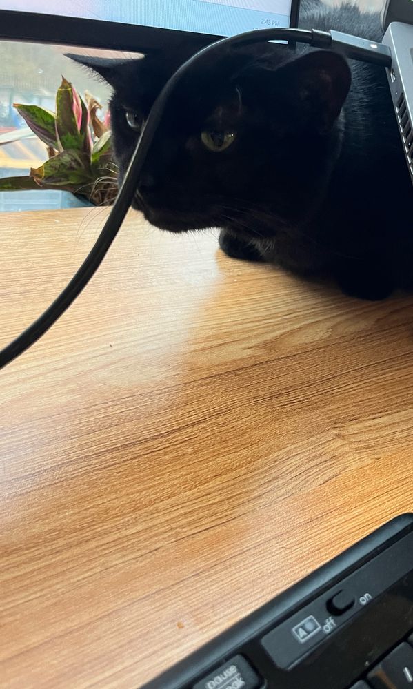 The black cat attempts to find a way around the laptop wire 