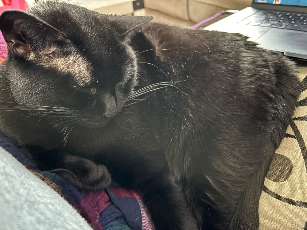a black cat sleeping on me. every time I sit down she flops on me again. 