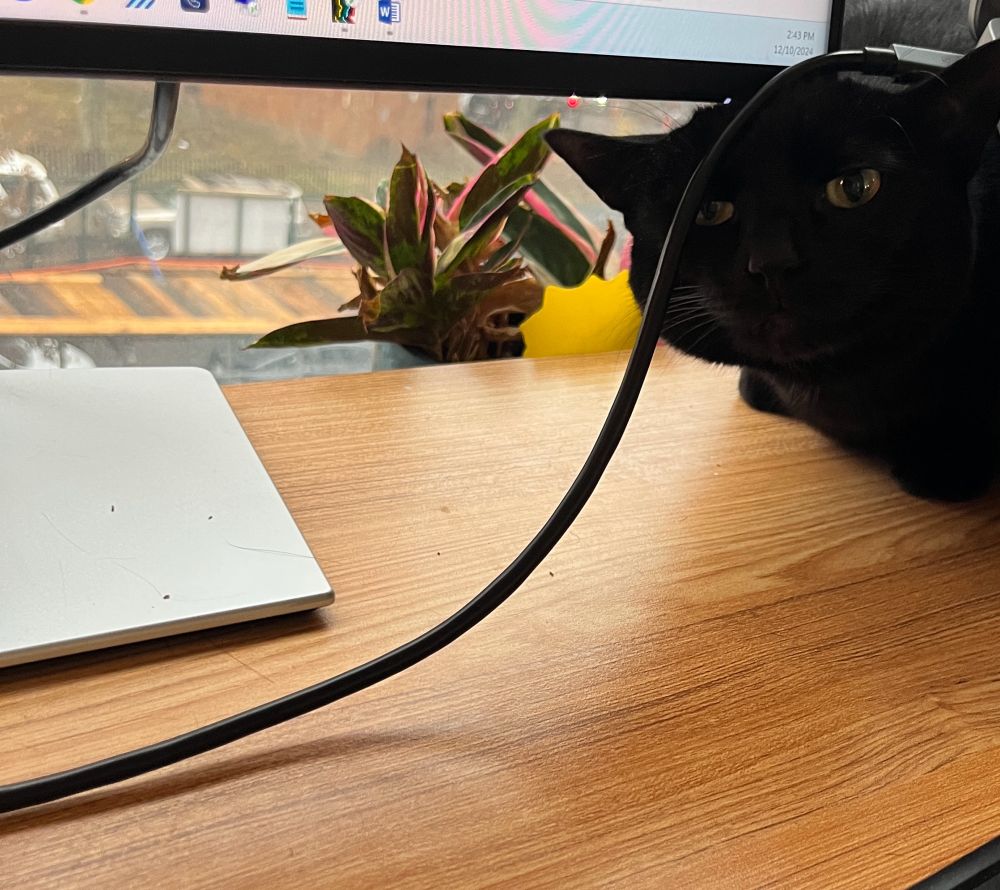 a black cat squishing her head under a laptop charging wire where there isn’t much space 