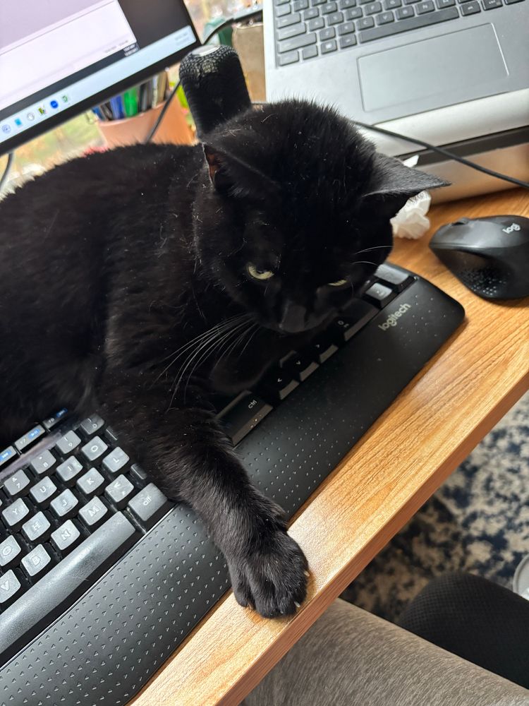 a black cat lounging on my work keyboard