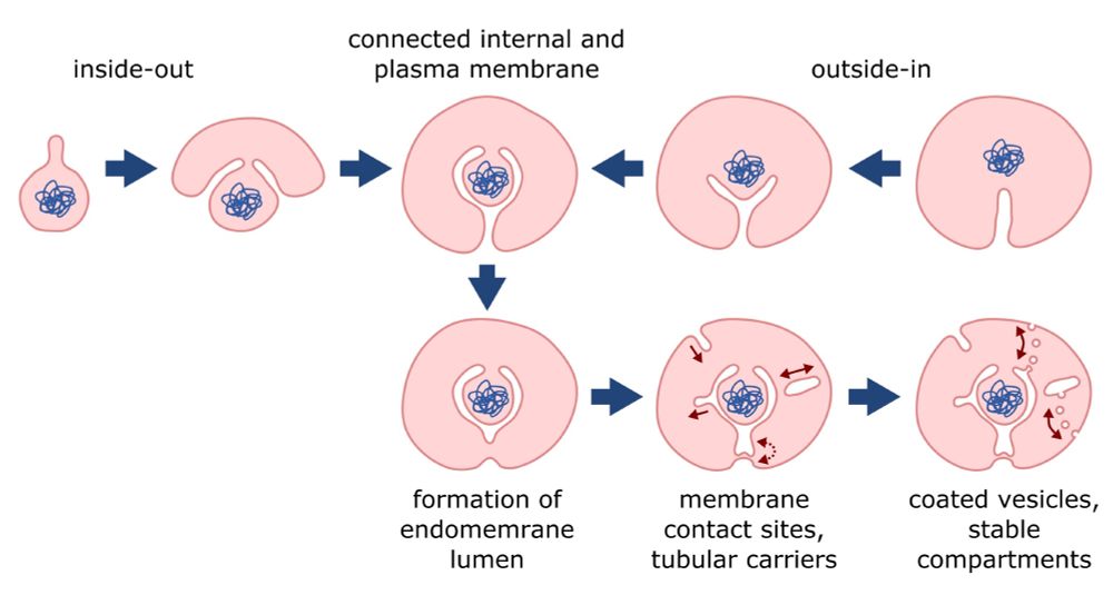 A schematic showing two models for the evolution of the eukaryotic cell plan starting from an archaeal ancestor. The "inside-out" and "outside-in" models both lead to an intermediate stage with internal and plasma membranes connected by tubules. The sequence continues through the formation of an endomembrane lumen, followed by the emergence of membrane contact sites and tubular carriers, and finally coated vesicles and stable compartments.