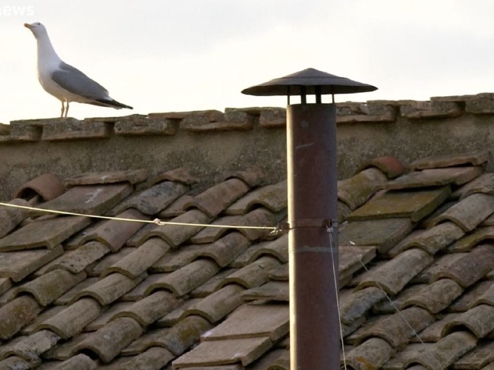 Eine Möwe steht am Rande des Konklavedachs, mit einem Schornstein im Vordergrund sichtbar. Der Himmel ist bewölkt, was auf eine ruhige Atmosphäre hindeutet.