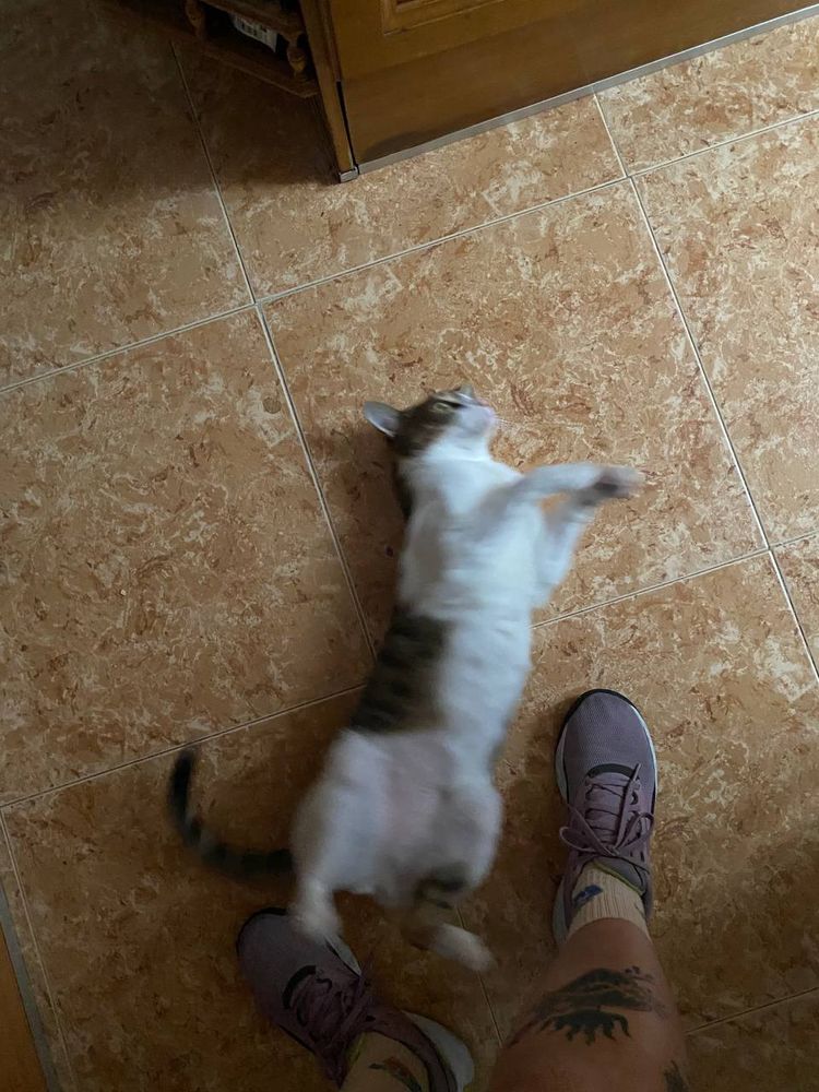 pepe, mi gato, haciendo la croqueta