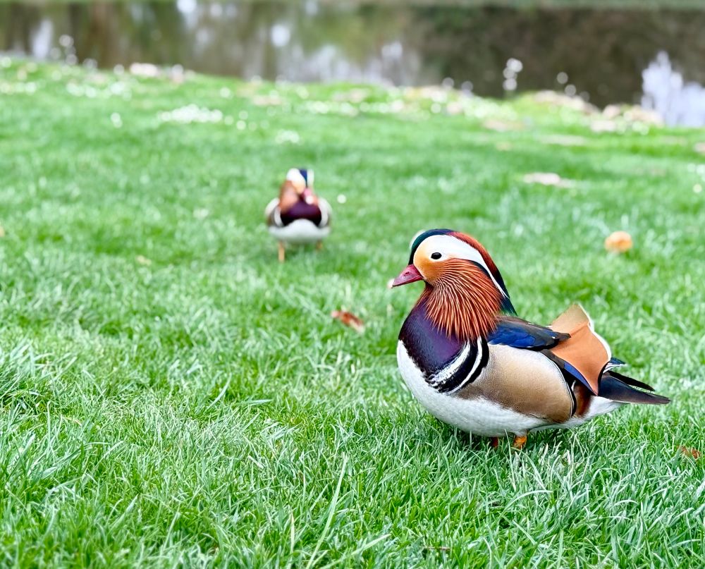 Mandarin Ducks in Potsdam Deutschland 