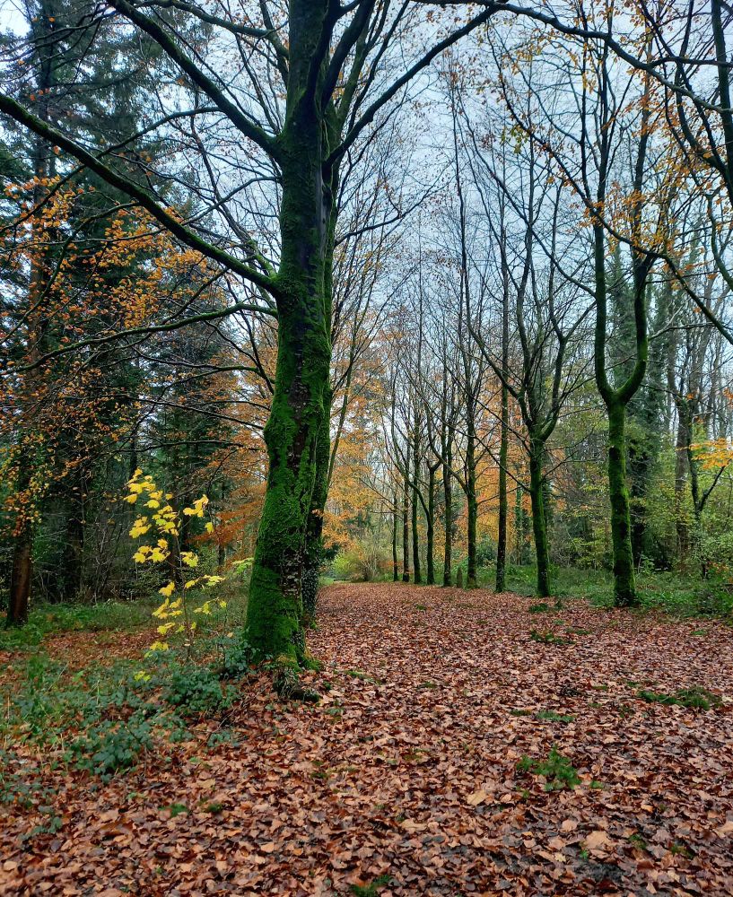 Flashdown Woods in Mid Devon - the first plantation of The Forestry Commission. An autumn woodland scene. Golden bronze beech leaves are underfoot and the trees' branches are almost bare.