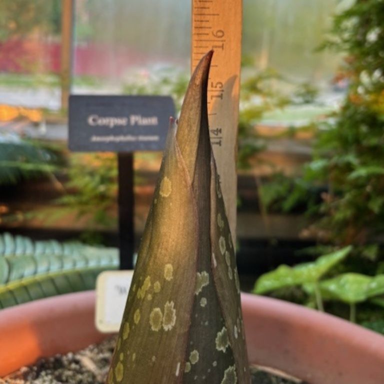 Photo of Wally, the resident Amorphophallus titanum (corpse flower) at the Indiana University Bloomington Biology Building Greenhouse,