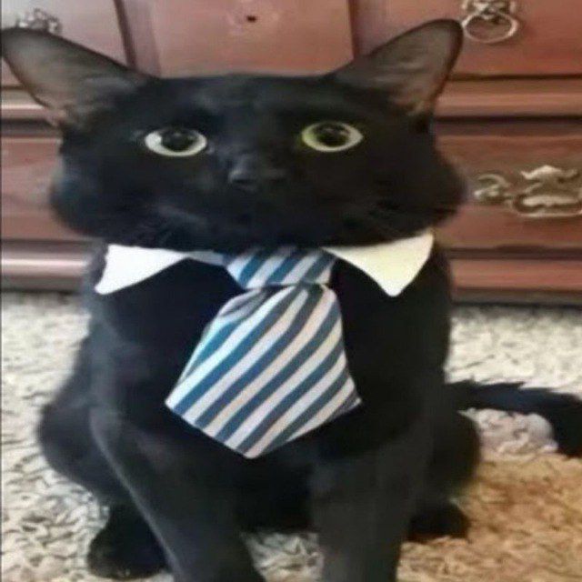 Чорні кіт в краватці, прикольний такий няняннянянч