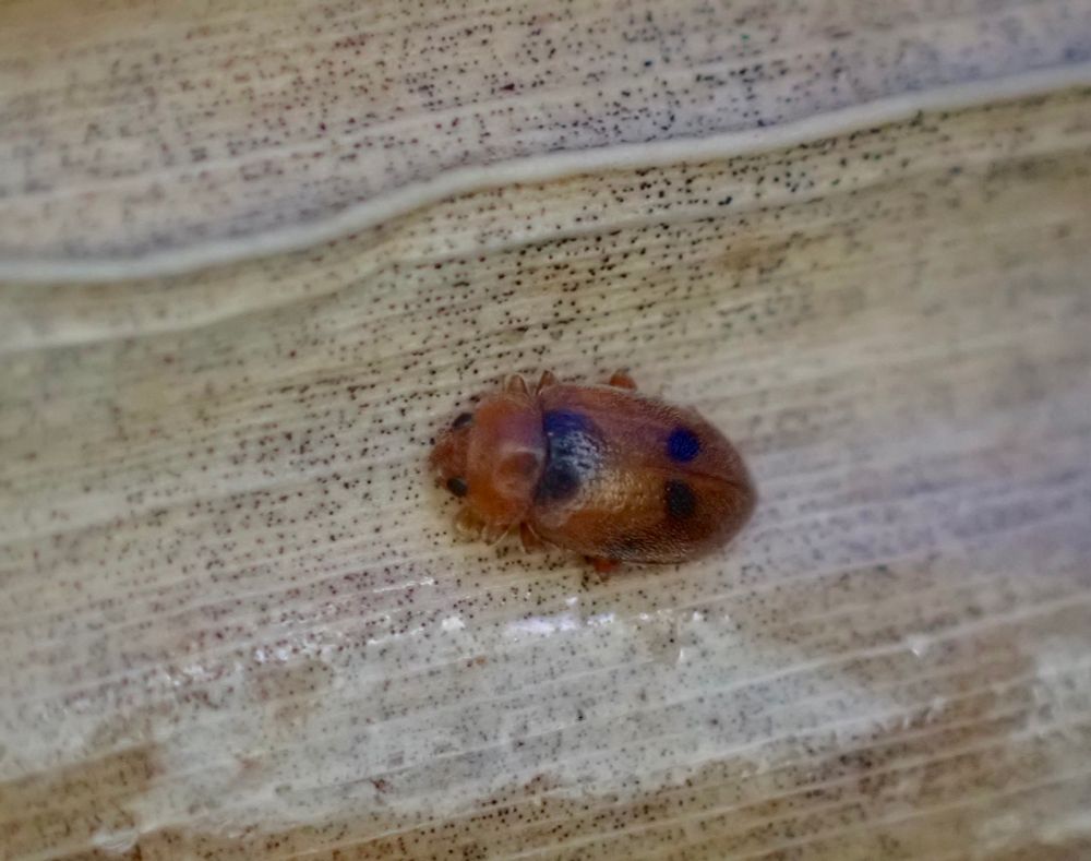 A small oblong orange ladybird with dark markings on the wing cases, on a buff reed leaf
