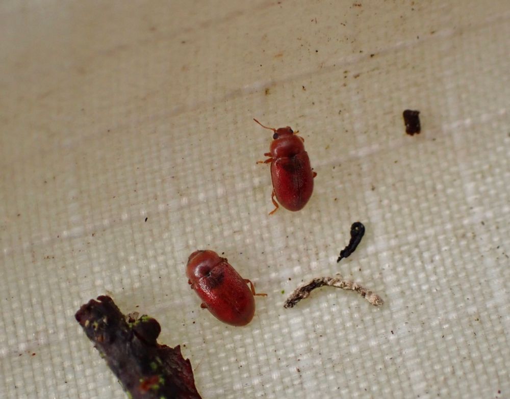 Two red elongate ladybirds on a fabric tray. One is tucked up as they typically do, and the other is walking across the tray.