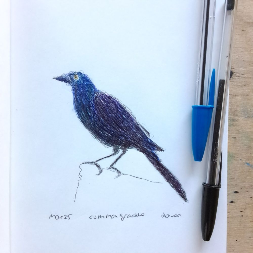 bic ballpoint pen drawing of common grackle bird