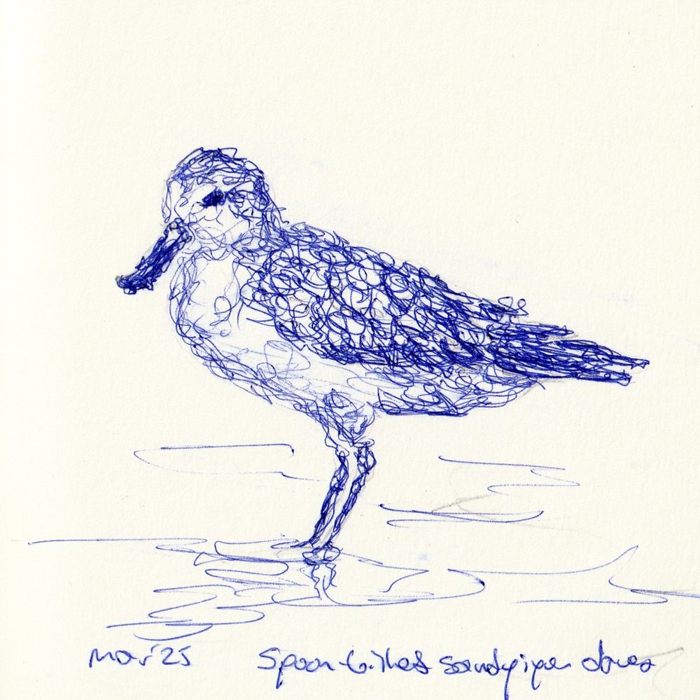 Ballpoint Pen Drawing of Spoon-billed Sandpiper 