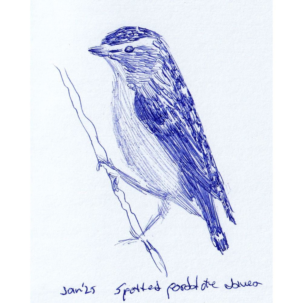 Spotted pardolate ballpoint pen drawing 