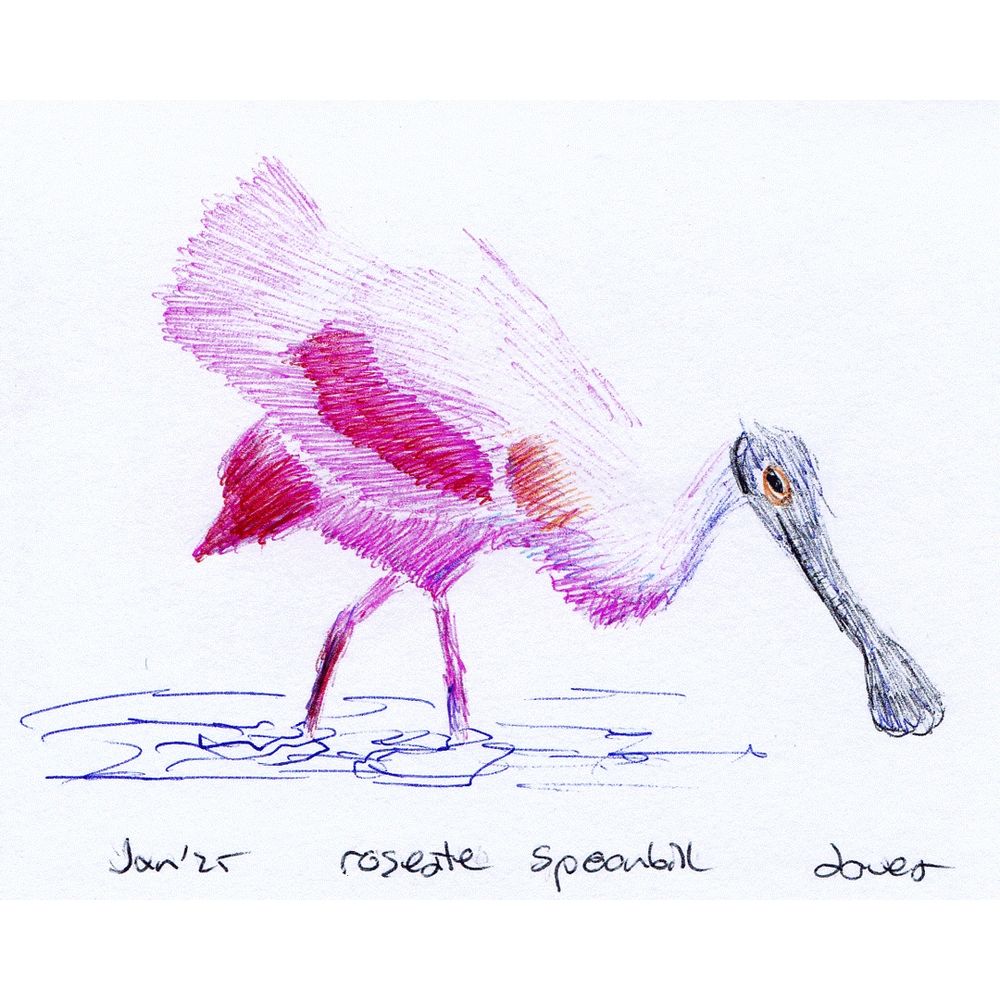 Roseate Spoonbill Bird Drawing Ballpoint Pen 