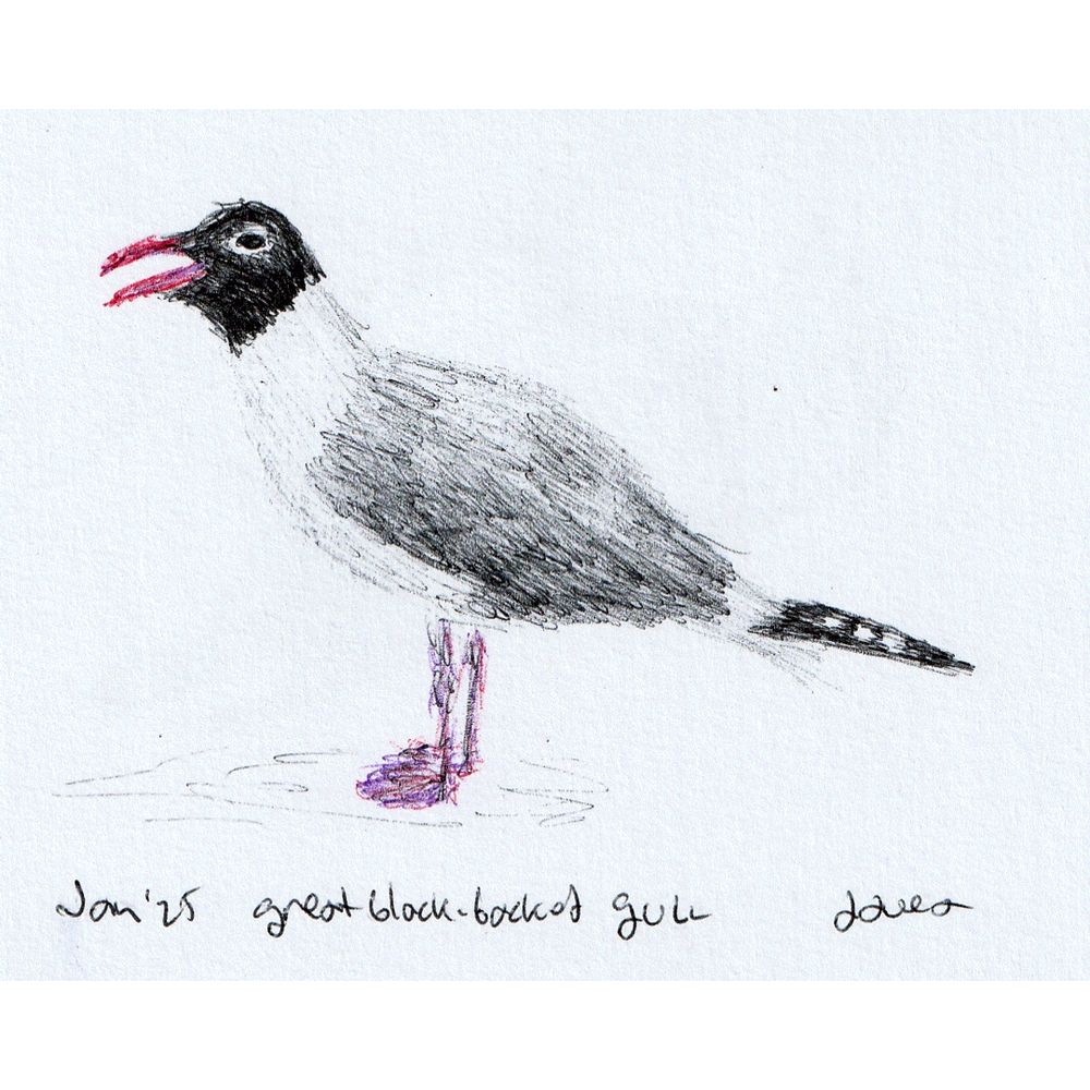 Black Headed Gull Ballpoint Pen Drawing 