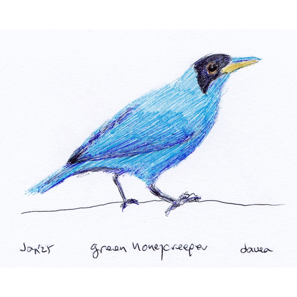 Green Honeycreeper Ballpoint Pen Drawing 