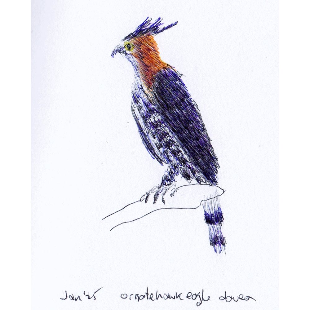 Ornate Hawk Eagle Ballpoint Pen Drawing 