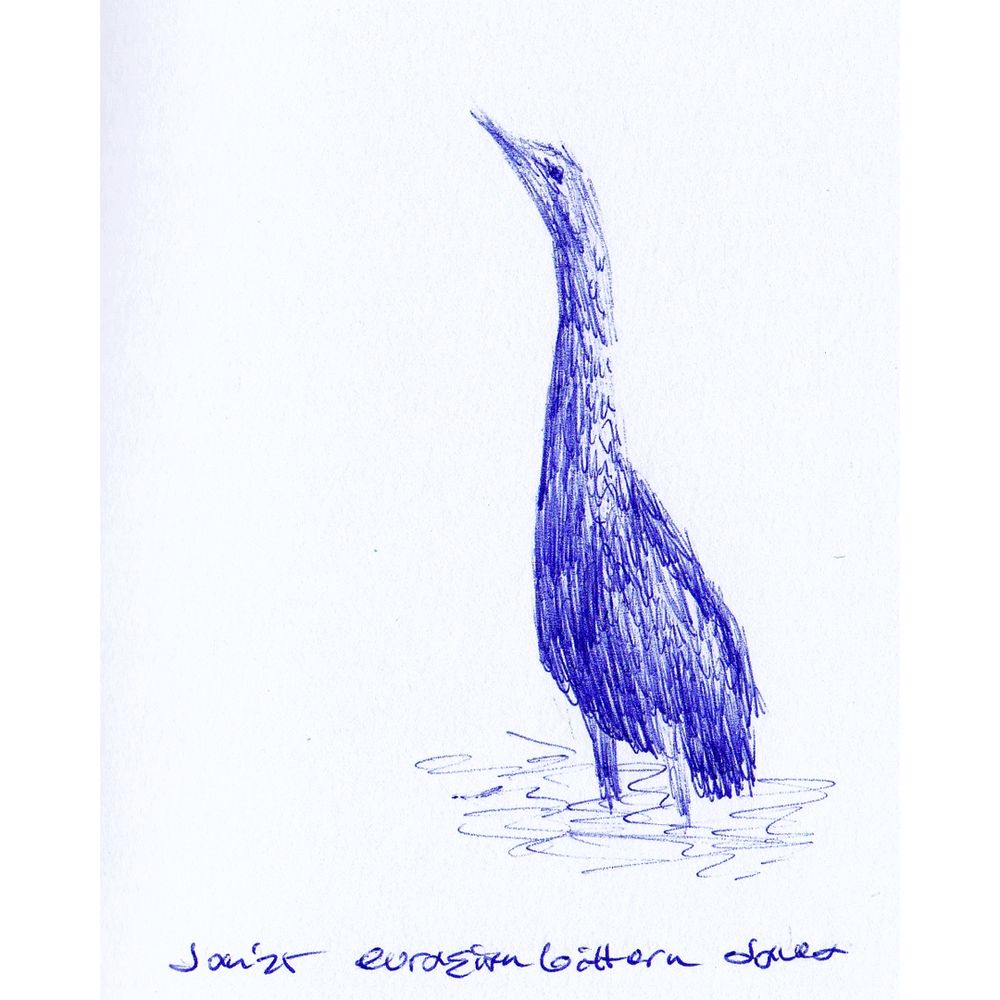 Eurasian Bittern Ballpoint Pen Drawing 