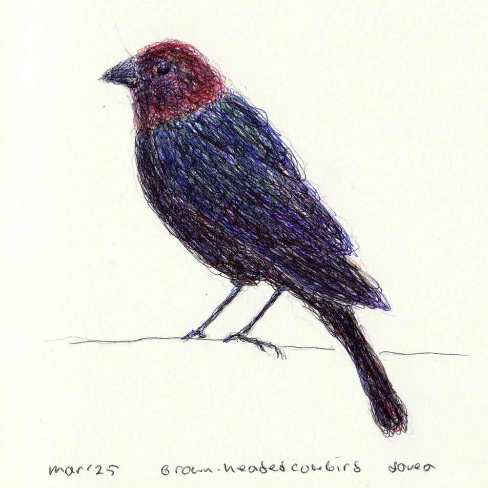bic ballpointpen drawing of brown-headed cowbird