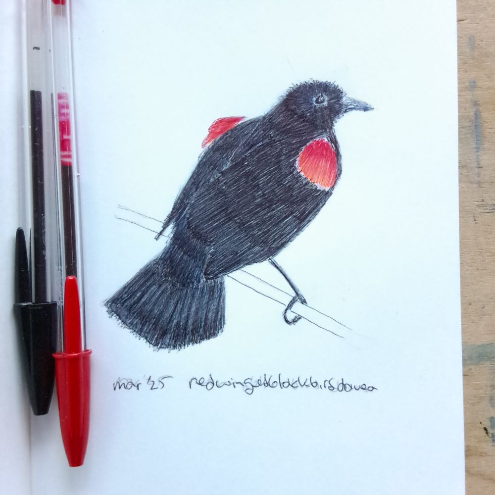 Bic Cristal ballpoint pen drawing of red-winged blackbird 