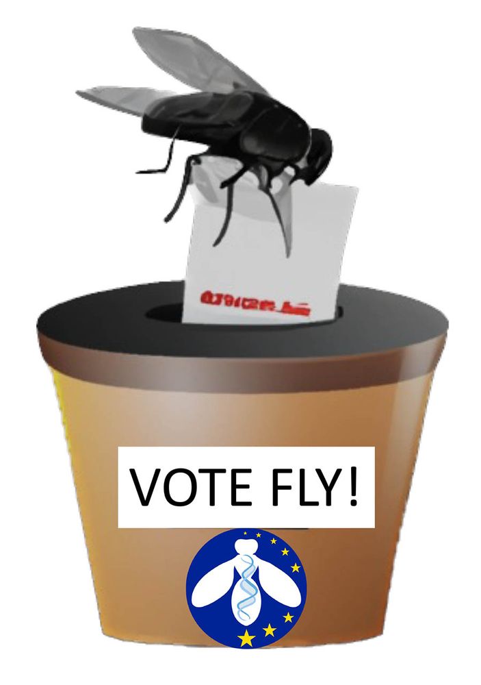 A fly voting in the European Drosophila Board election