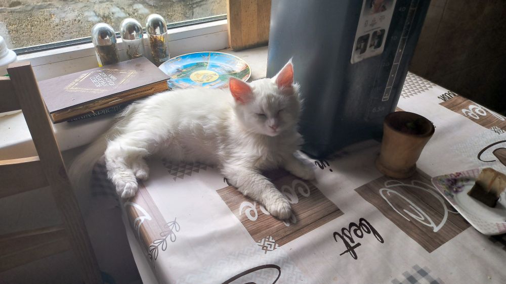 A white fluffy kitten laying on a table near a window. There's a tall black thermopot next to him and a decorative plate and some books on a windowsill behind him. His ears are translucent and red from the light coming from the window.