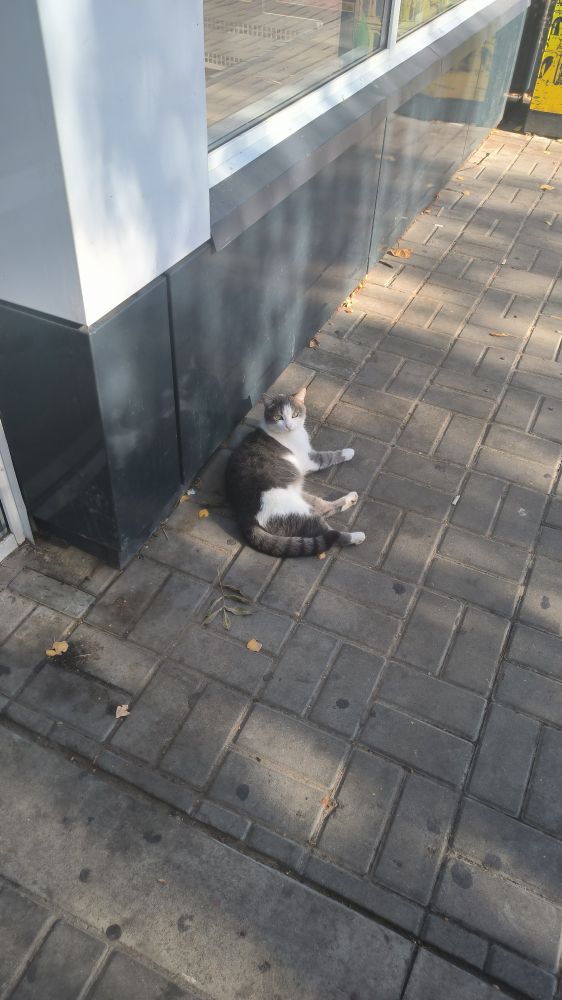 A cat lying against a wall