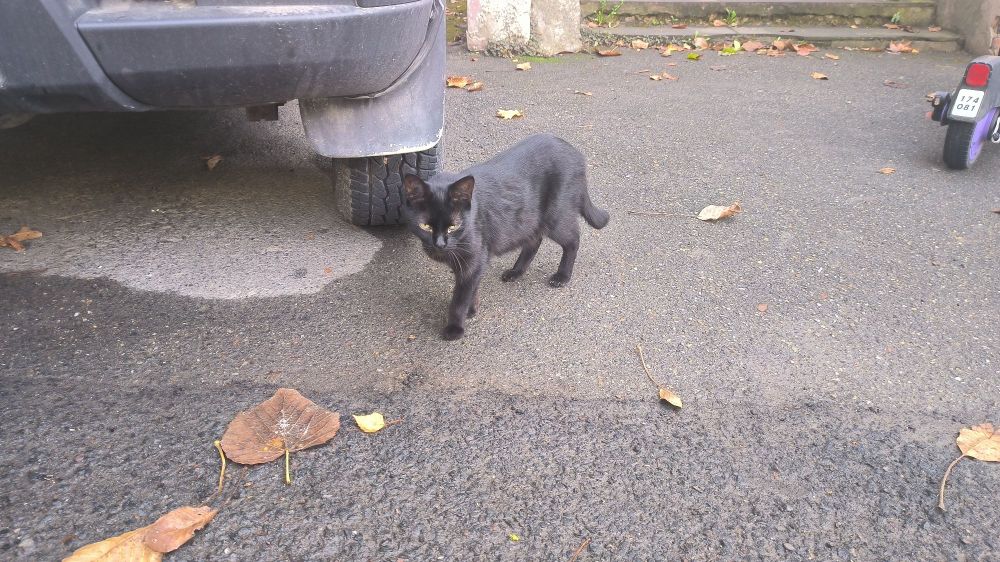 A cat standing by a car wheel