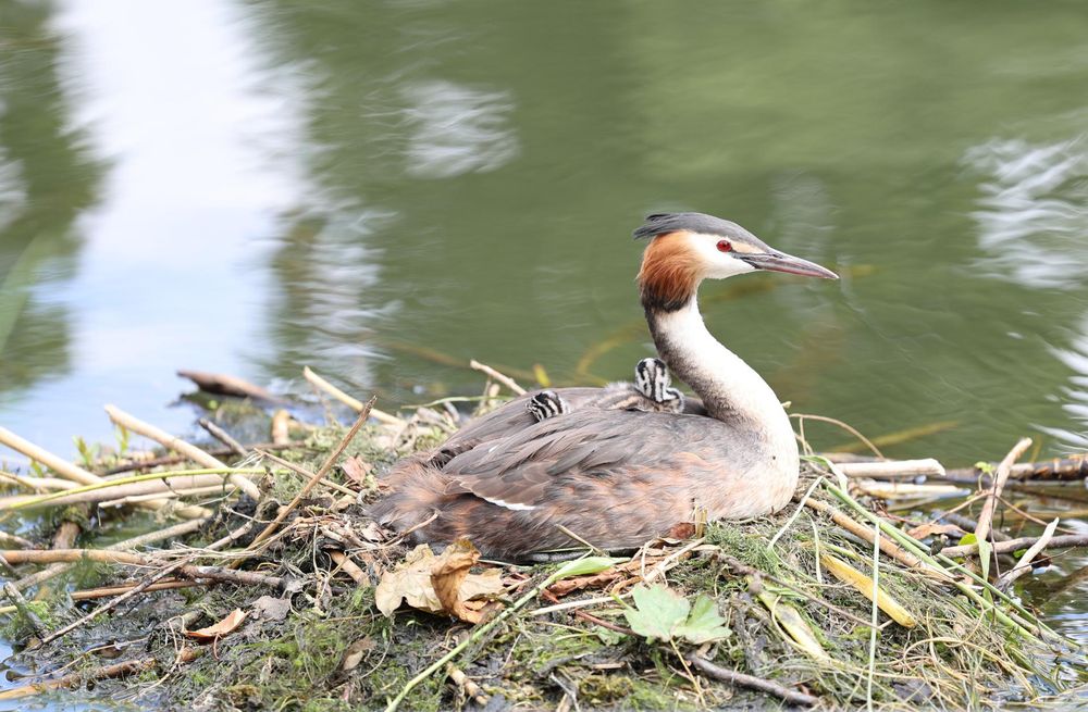Ein Haubentaucher im Nest. Auf dem Rücken sitzen zwei wenige Tage alte Küken.