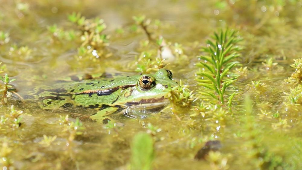 Ein Frosch im Wasser
