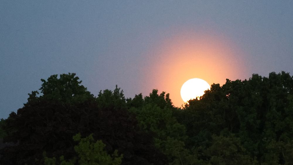 Der Mond geht hinter einem Wäldchen auf.