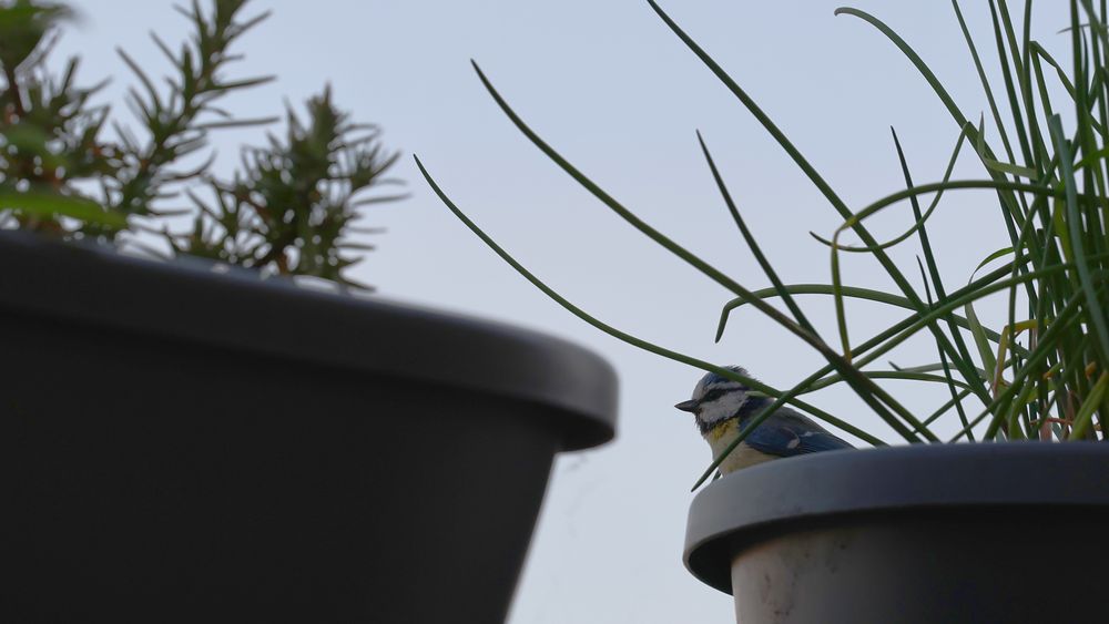 Ein Vogel sitzt im Blumenkasten