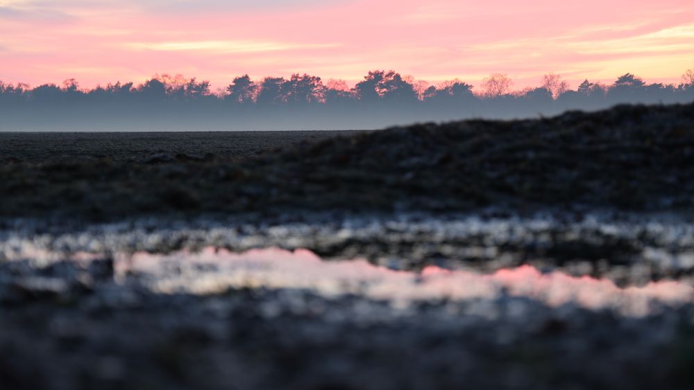 Ein roter Sonnenuntergang über einem Acker. Vorne sind ein paar Reflexionen in einer Pfütze zu sehen, hinten erkennt man den Sonnenuntergang über einem Wald. Dazwischen liegt ein Acker im leichten Nabel.