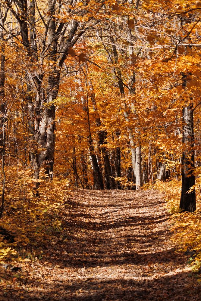 Sunlit forest trail covered with fallen leaves, winding through dense trees glowing in deep orange and golden tones of autumn.