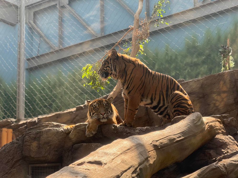 The two tigers at the Denver Aquarium