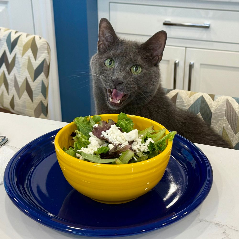 Gray cat at a table with salad