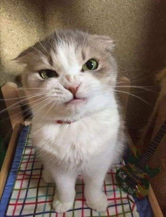 Un chat gris et blanc, oreilles baissés et truffe froncé, lui donnant un air vraiment pas content