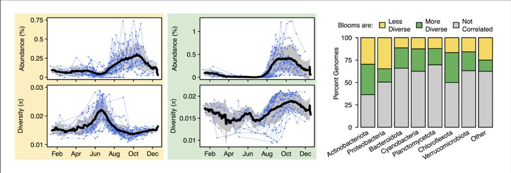 left yellow box: an example genome where blooms were less diverse (competition). middle green box: an example genome where blooms were more diverse. In these plots abundance or nucleotide diversity are on the Y-axis, and day of year is on the X-axis. Each line is a different year overlayed, and a trendline and shading indicate the mean and standard deviation across years. Right barplot: stacked bars show that both less and more diverse blooms occur across phyla in fairly equal proportions (~30-50% of the doubly seasonal genomes had correlated patterns between abundance and diversity)