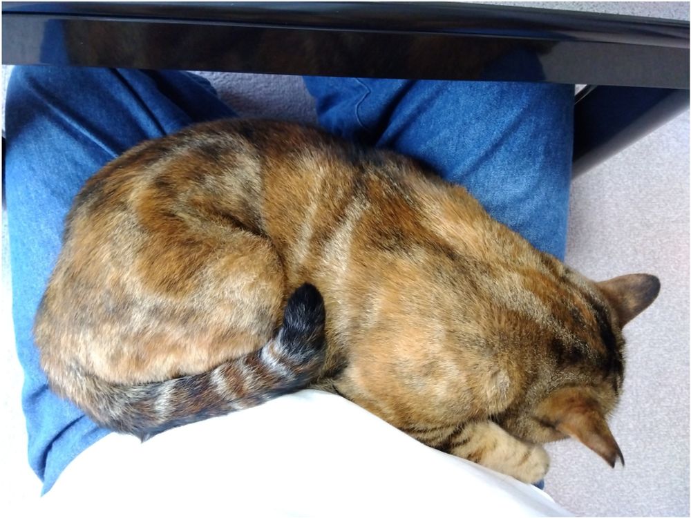 膝の上でダラダラしてる猫