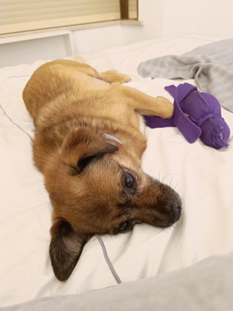 Can marrón deitado sobre colcha branca, cun xoguete alargado de cor violeta preto das patas. Expresión cansa. O can é moi bonito.