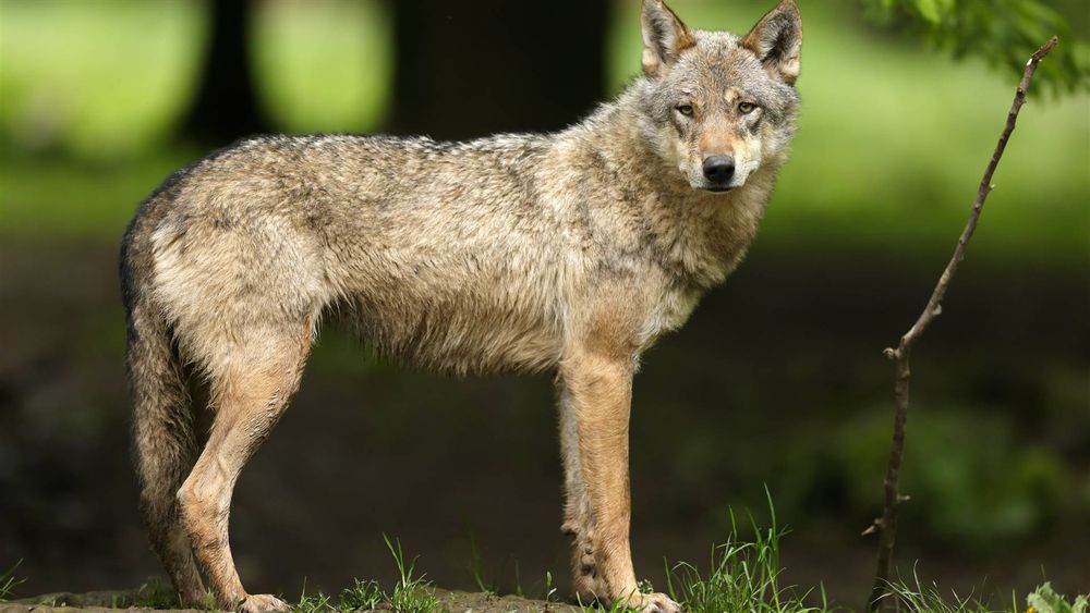 BBB-Statenlid Johan van Dommelen heeft een nepverhaal over een wolvenaanval op de Oirschotse Heide op Facebook gedeeld. Tijdens een dropping zou een 14-jarige jongen vrijdagnacht zijn aangevallen door een wolf en met bijtwonden in het ziekenhuis zijn opgenomen. Ook is een citaat van de burgemeester te lezen waarin ze oproept tot voorzichtigheid. Volgens de gemeente Oirschot klopt er niets van het verhaal.