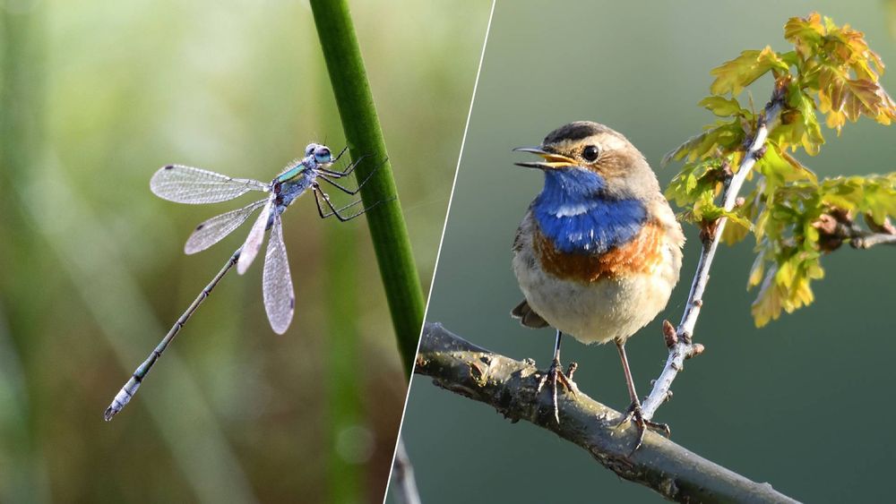 Na regen komt... de blauwborst, libelle en salamander